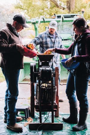 pressing-apples